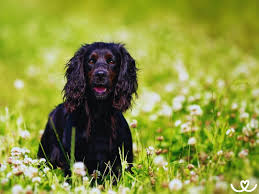 Image result for anglický špringršpaněl