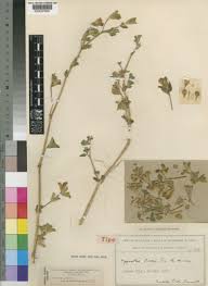 Image result for Hypoestes triflora