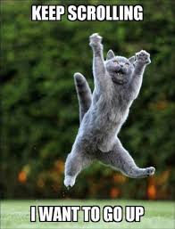 Funny Animals Memes 2017 Funny Animal Pictures Funny Animals Funny Cats