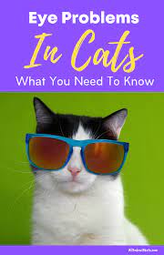 Discover All About Eye Diseases In Cats The Ultimate Guide Eyes Problems Tears In Eyes Common Eye Problems