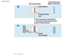 Bioflix Activity Dna Replication Dna Replication Diagram Chapter 12 The Cell Cycle Ppt Download