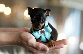 Teacup Min Pin Puppies Related Keywords Amp Suggestions Teacup Min Puggle Puppies For Sale Min Pin Puppies Miniature Pinscher Puppy
