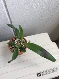 カトレアの葉が黒くなった病気