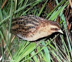 Yellow Rail South Dakota Birds And Birding Bird Species Rail Bird Bird