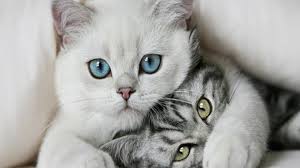 We did not find results for: Cat Love Wallpapers Group 72