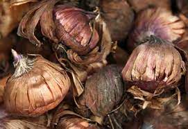 In early fall, remove and clean the bulbs of old scales and dead foliage. How And When To Plant Flower Bulbs Planet Natural