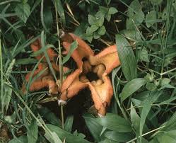 Image result for Hydnoraceae