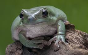 Top 17 Most Popular Pet Frogs For Beginners Everything Reptiles There are many frog species that can make suitable pets. top 17 most popular pet frogs for