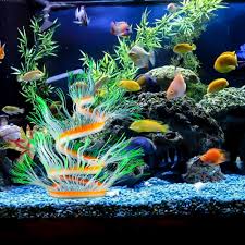 As a result, it is impossible to create a viable aquarium cleaning schedule that will apply to every aquarium. Add And Clean Decorations In Your Fish Tank
