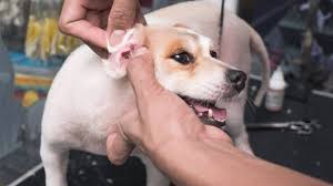 Image result for scabies dog ear