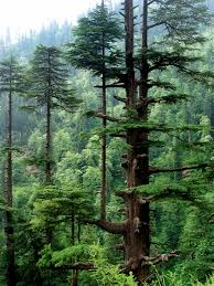 A university of alabama campus seedling grew from 1990 through 2002 at an average rate of 3 feet per year and is projected to have a mature height of between 50 and 70 feet. Cedrus Deodara Wikipedia