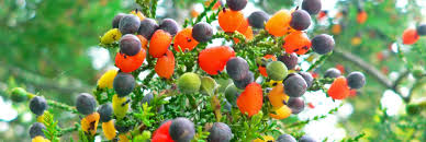 Feb 26, 2020 · fruits and trees do seem to go hand in hand. This Amazing Tree Grows 40 Different Kinds Of Fruit