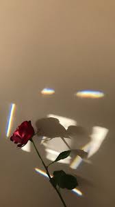 36 Elegant Flower Wallpapers You Need To Save Page 21 Of 36 Soopush Aesthetic Iphone Wallpaper Aesthetic Wallpapers Aesthetic Roses