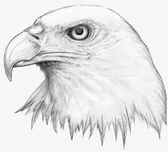 Black And White Simple Black And White Eagle Clipart Eagles Eye By H3llb0und On Deviantart Eagle Drawing Eagle Sketch Eagle Pictures
