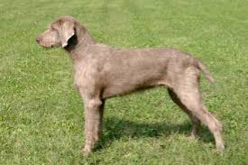 Image result for slovenský ohař hrubosrstý