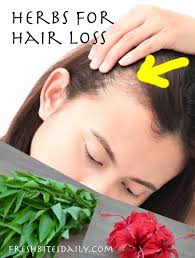 If you're experiencing hair loss and you and your doctor are looking for medication treatment options then contact us. Herbs For Hair Loss Natural Remedies For Thinning Hair Fresh Bites Daily