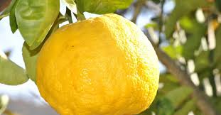 Lemon Curd Creme Au Citron Corse Recette Peeling Citron Citron Yuzu Citron Sante