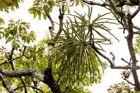 Image result for Cussonia arborea