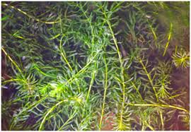 Image result for Hydrilla