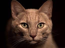 Cute Cats Image Beige Cat S Face Portrait Watering Eyes Cats Pet Birds Cat Face