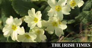 Shop today with 100% satisfaction guaranteed! Are Primroses The Perfect Spring Flower They Love The Damp And Are Good To Eat Too