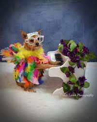 Elton John Dog Costume Dog Costume Elton John Costume Pet Costumes