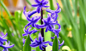 Anti Souris 10 Trucs Et Repulsifs Contre Les Souris Anti Souris Types De Fleurs Jardins