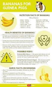 Pin On Guinea Pig Food And Diet