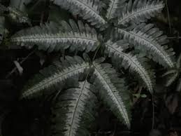 Image result for Pteris similis