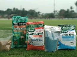 Buah, sayur, pohon, herbal / toga, tanaman hias, dlsb murah bisa pesan ecer! Jual Produk Bibit Rumput Taman Termurah Dan Terlengkap Juli 2021 Bukalapak