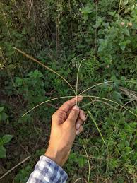 Image result for Enteropogon