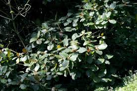 Image result for Mitragyna rubrostipulata