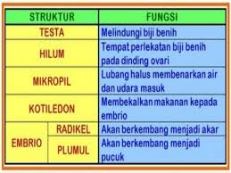 Kemudian mengambil dan membuang kacang hijau yang mengapung dan menggunakan kacang. Percambahan Biji Benih