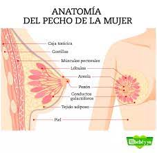 Pechos De La Mujer Anatomia Funciones Y Posibles Problemas Mi Bebe Y Yo