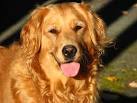 Retriever