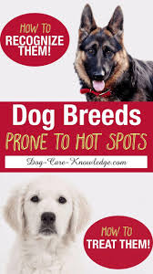 Dog Breeds Prone To Hot Spots Large Breed Dogs Giant Breed Dogs Dog Health Hot Spots Hotspot Bigdogs Dog Hot Spots Treatment Dog Breeds Dog Hot Spots