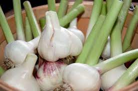 Maybe you would like to learn more about one of these? How To Grow Garlic Indoors Dengarden