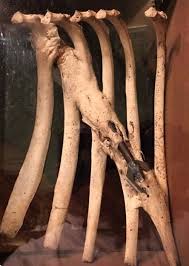 Pin By Lorenzo Rossi On Preservation Instinct Taxidermy Death Skulls Skeletons Preserved Animals Preserved Insects Curiosity Cabinet Anatomical Study Fos Weird Animals Vulture Culture Deer