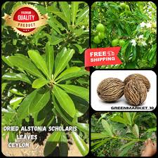 Image result for Alstonia