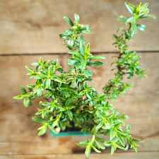 Image result for Satureja