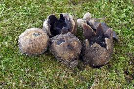 Image result for Scleroderma polyrhizon