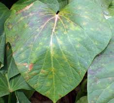 斑紋モザイク病 はんもんもざいくびょう 農業害虫や病害の防除 農薬情報 病害虫 雑草の情報基地 全国農村教育協会