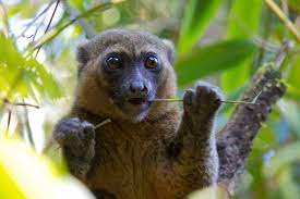Greater Bamboo Lemur Extinction Is Imminent Due To Illegal Hunting As Well As Habitat Damage By Logging And T Rare Animals Endangered Animals Unusual Animals