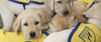 Favorite this post jul 14 juvenile high end crested gecko (west palm beach) pic hide this posting restore restore this posting. South Florida Chapter Canine Companions