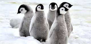 Image result for wildlife around the world