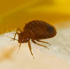 Call us and find out why we are the leading pest control company in singapore. Cal Cam Termite Pest Control Inc