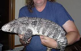 Argentine Black And White Tegu For Sale Near Me Extreme Giant Tegu Tegu Bearded Dragon Diet Baby Bearded Dragon