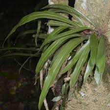 Image result for Asplenium holstii