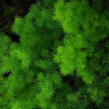 Find the perfect wholesale greenery for your flower arrangements! Asparagus Macowanii Ming Fern Asparagus Fern Ming Fern Creekside Landscaping