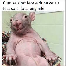 Top meme uri tiktok romania 2020, nu mai este un secret că tiktok este o aplicație amuzantă și din ce în ce mai populară, așa că uite unele dintre cele mai amuzante meme uri postate acolo. Meme Rage Comics Romania Page 17 Meme Uri Romanesti Waxing Memes Cute Animals Meme Rage Comics